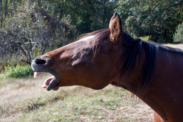 Horse laugh